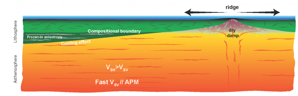 This figure illustrates the Earth’s upper mantle beneath the Pacific ocean. The orange layer represents the deformable, warm asthenosphere in which there is active mantle flow. The green layer on top represents the lithospheric plate, which forms at the mid ocean ridge, then cools down and thickness as it moves away from the ridge. The cooling of the plate overprints a compositional boundary that forms at the ridge by dehydration melting and is preserved as the plate ages. The more easily deformable, hydrated rocks align with mantle flow. The directions of past and present-day mantle flow can be detected by seismic waves, and changes in the alignment of the rocks inside and at the bottom of the plate can be used to identify layering. CREDIT: Nicholas Schmerr (University of Maryland) 